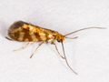 Micropterix tunbergella